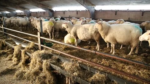 Sheep pen, farm in Netherlands Stock Footage 46216640