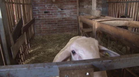Sheep in a pen Stock Footage 49967536