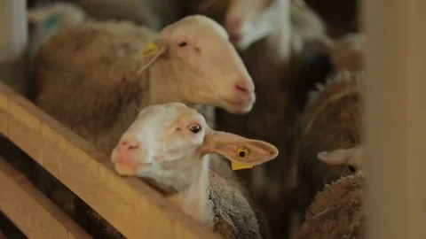 Sheep pen Stock Footage 73781937