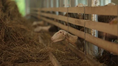 Sheep pen Stock Footage 74407371