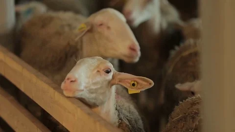 Sheep pen Stock Footage 74407379