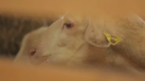 Sheep pen Stock Footage 74407400