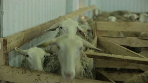 Sheep pen Stock Footage 74407460