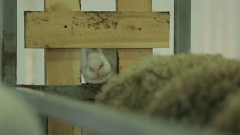 Sheep pen Stock Footage 74407494