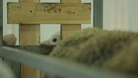 Sheep pen Stock Footage 74407499