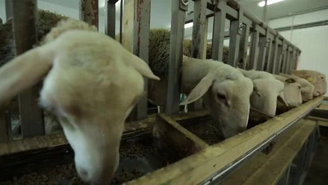 Sheep pen Stock Footage 74407877