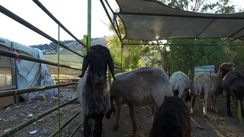 Sheep in the pen. Stock Footage 77117417