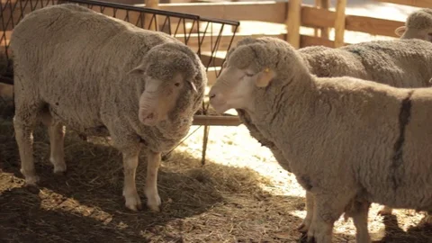 Sheep in the pen Video stock 78772248