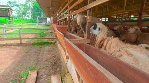 The sheep in the pen Stock-Footage 238687532