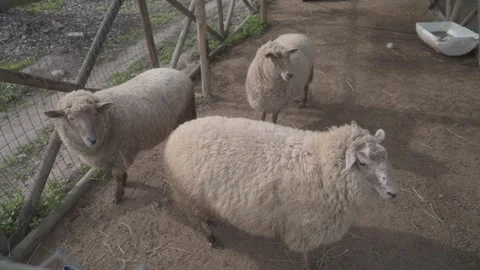 Sheep in a pen Stock Footage 266924327