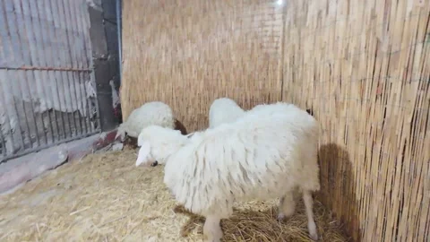 Sheep in a pen Stock-Footage 297569128