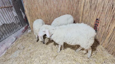 Sheep in a pen Видео 297569634