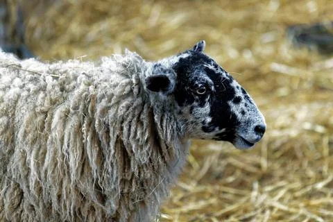 Sheep in a pen Stock Photos