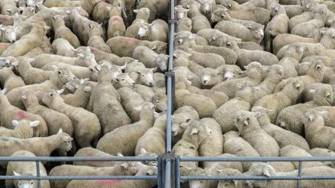 Sheep in a pen Fotos Stock