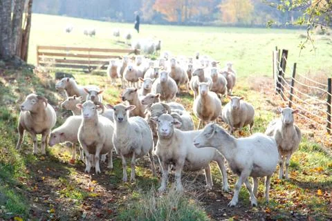 Sheep in a pen Stock Photos