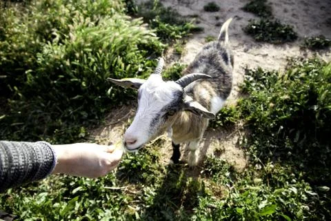 Sheep in pen Stock Photos