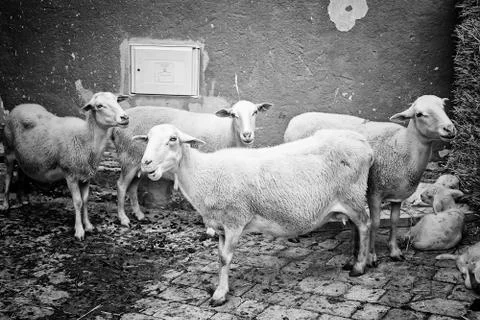 Sheep in pen Stock Photos