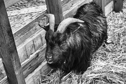 Sheep in pen Stock Photos