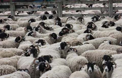 Sheep Pen. Stock Photos