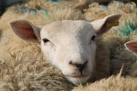 Sheep Pen. Stock Photos