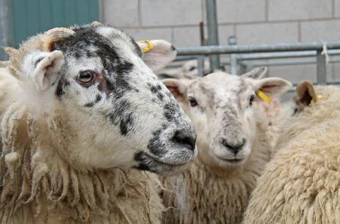 Sheep in Pen. Stock Photos