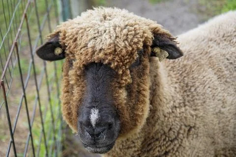 Sheep in pen Stock Photos