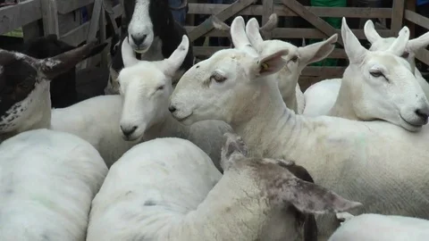 Sheep in Pen with Shepherd 스톡 동영상 79759538