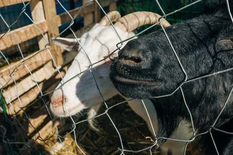 Sheep in a pen in Turkey Stock Photos