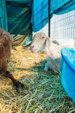 Sheep in a pen in Turkey Stock Photos