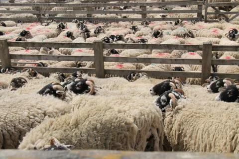 Sheep in Pens. Foto stock