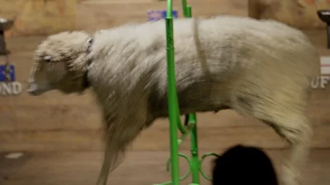 Sheep performing jump through a hoop on stage, showcasing entertaining farm show Stock Footage 301686968