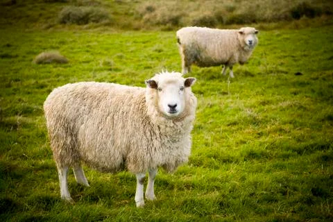 Sheep Stock Photos