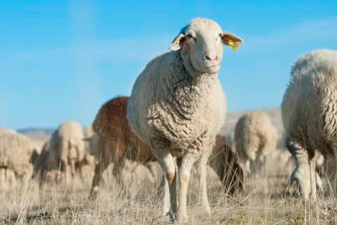 Sheep. Stock Photos