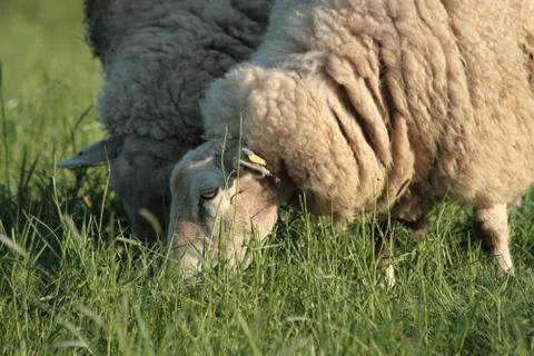 Sheep Stock Photos