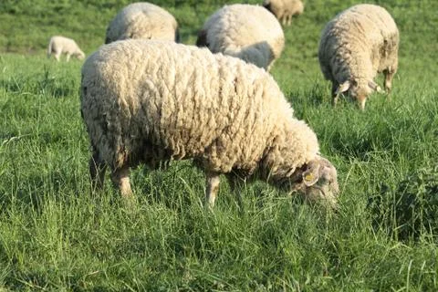 Sheep Stock Photos