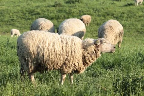 Sheep Stock Photos