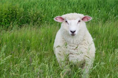 Sheep Stock Photos
