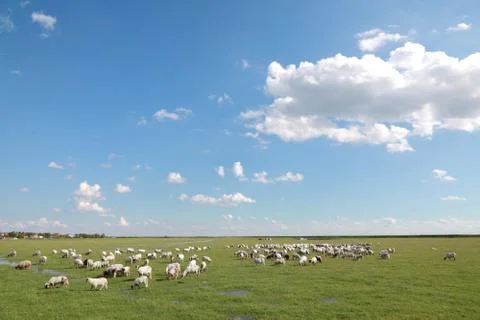 Sheep 스톡 사진