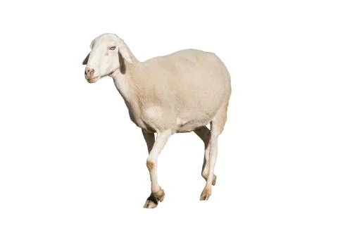Sheep Фото