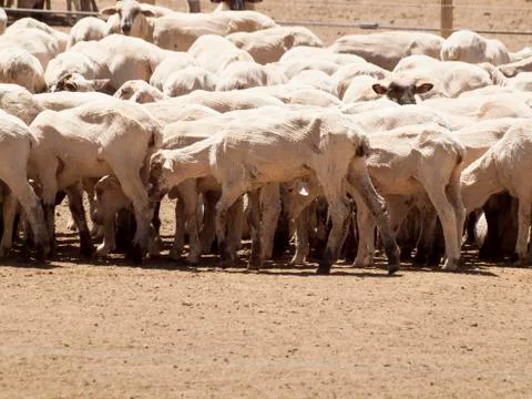 Sheep Stock Photos