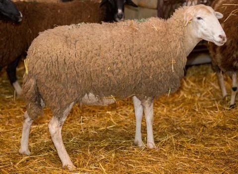 Sheep 스톡 사진