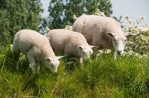 Sheep Stock Photos