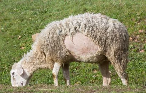 Sheep Stock Photos