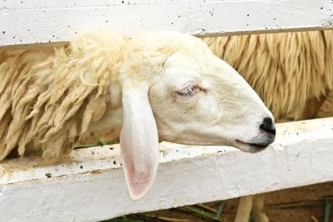 Sheep Stock Photos