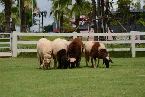 Sheep Stock Photos