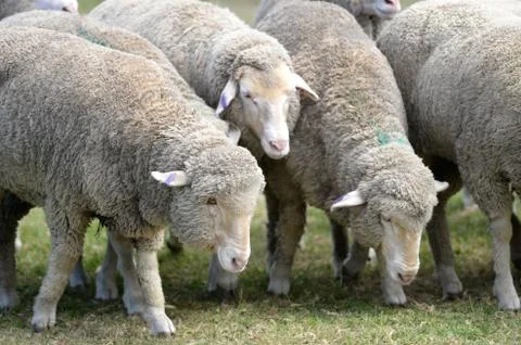 Sheep Stock Photos
