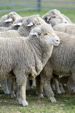 Sheep Stock Photos
