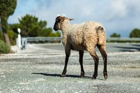 Sheep Stock Photos