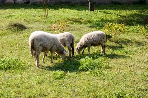 Sheep Stock Photos