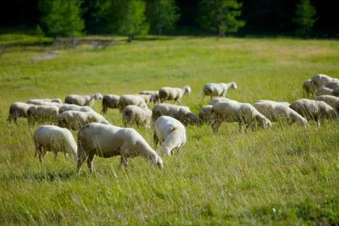 Sheep Stock Photos
